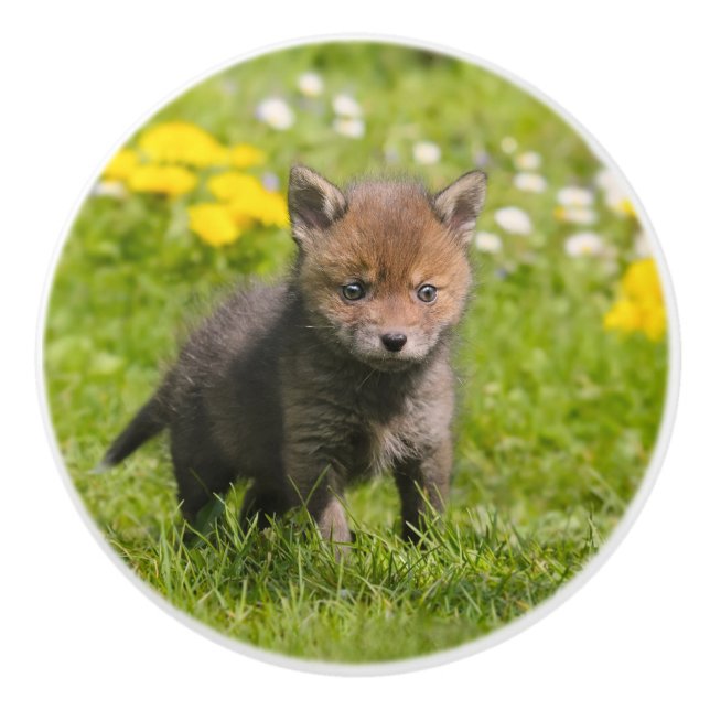 Cute Fluffy Red Fox Cub Wild Baby - Decorative Ceramic Knob (Front)
