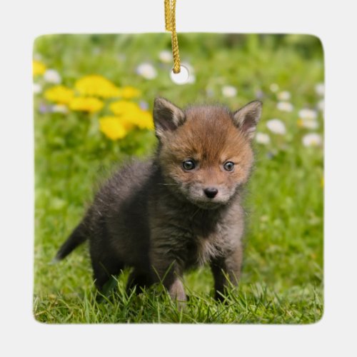 Cute Fluffy Red Fox Cub Wild Baby Photo  porcelain Ceramic Ornament