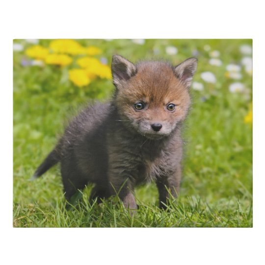 Cute Fluffy Red Fox Kit Cub Wild Baby Animal Photo Faux Canvas Print