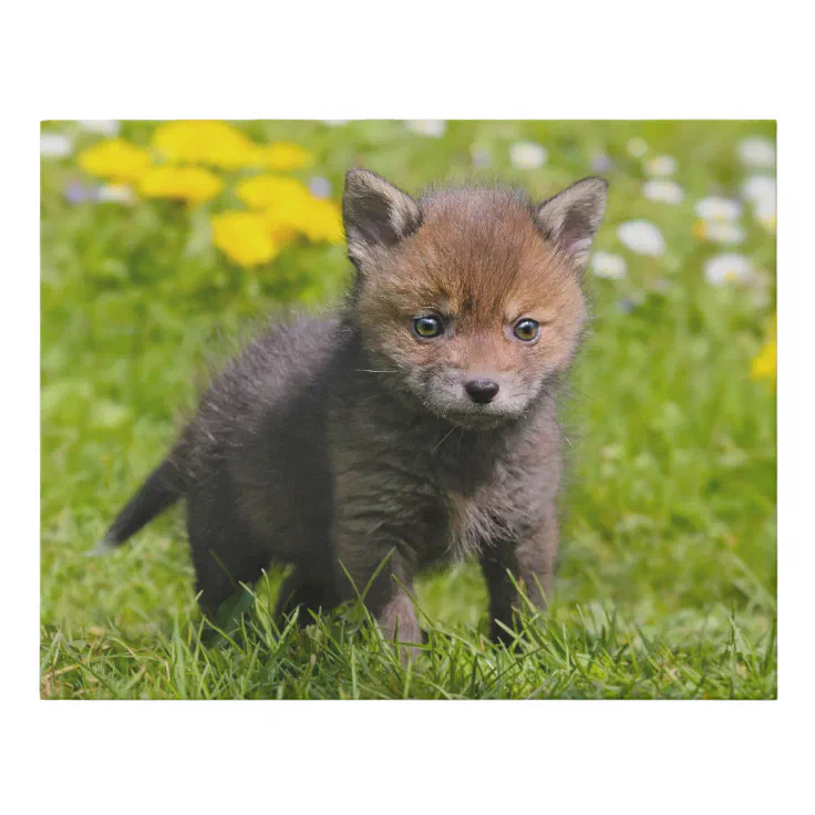 Cute Fluffy Red Fox Kit Cub Wild Baby Animal Photo Faux Canvas Print |  Zazzle