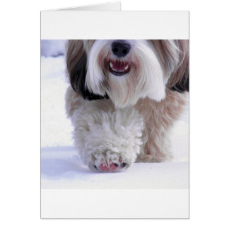 Cute Fluffy Tibetan Terrier Snow Paw Cards