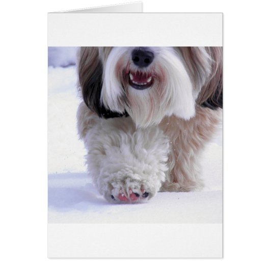 Cute Fluffy Tibetan Terrier Snow Paw Cards (Front)