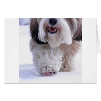 Cute Fluffy Tibetan Terrier Snow Paw Cards