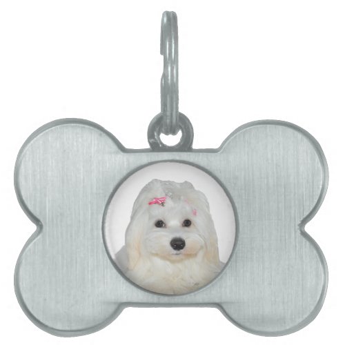 Cute Fluffy White Maltese Lili Pet ID Tag