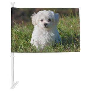 Cute Fluffy White Maltese Puppy Dog Car Flag