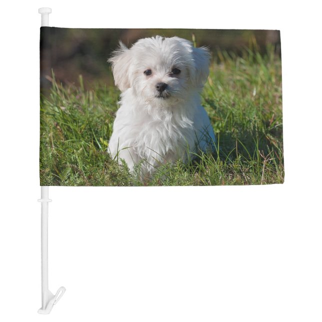 Cute Fluffy White Maltese Puppy Dog Car Flag (Front)