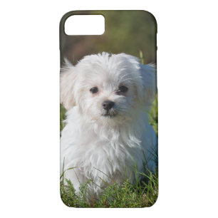 Cute Fluffy White Maltese Puppy Dog iPhone 8/7 Case