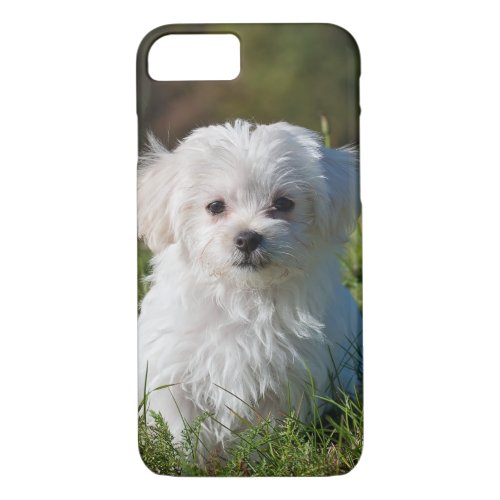 Cute Fluffy White Maltese Puppy Dog iPhone 87 Case