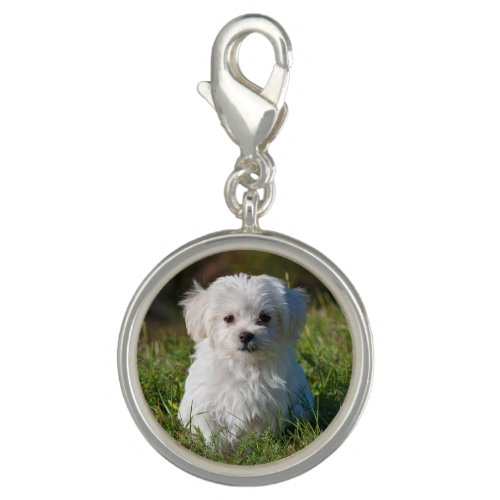 Cute Fluffy White Maltese Puppy Dog Charm