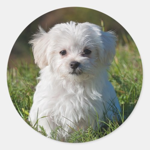 Cute Fluffy White Maltese Puppy Dog Classic Round Sticker