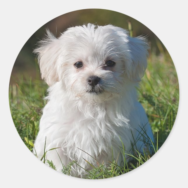 Cute Fluffy White Maltese Puppy Dog Classic Round Sticker (Front)