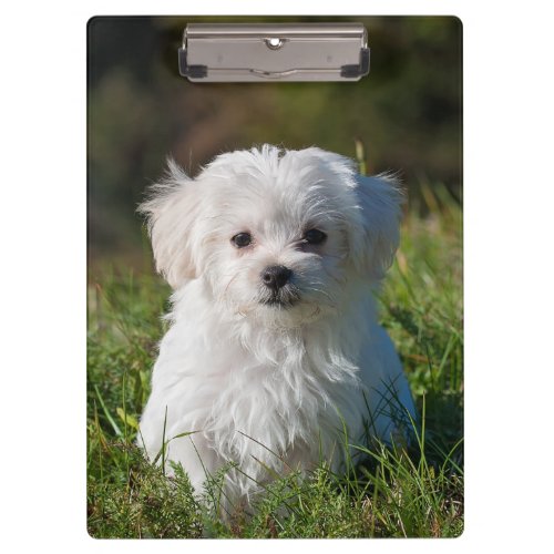 Cute Fluffy White Maltese Puppy Dog Clipboard