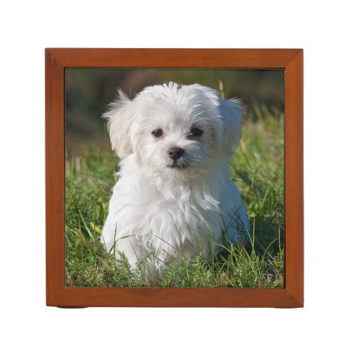 Cute Fluffy White Maltese Puppy Dog Desk Organizer