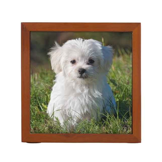 Cute Fluffy White Maltese Puppy Dog Desk Organizer (Front)