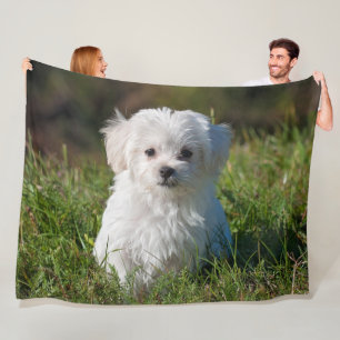 Cute Fluffy White Maltese Puppy Dog Fleece Blanket