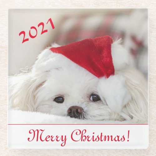 Cute Fluffy White Maltese Puppy Dog in a Santa Hat Glass Coaster