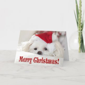 Cute Fluffy White Maltese Puppy Dog in a Santa Hat