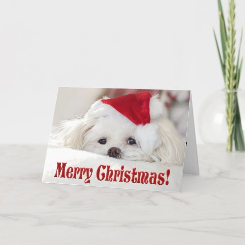 Cute Fluffy White Maltese Puppy Dog in a Santa Hat Holiday Card