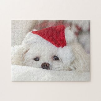 Cute Fluffy White Maltese Puppy Dog in a Santa Hat