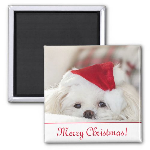 Cute Fluffy White Maltese Puppy Dog in a Santa Hat Magnet