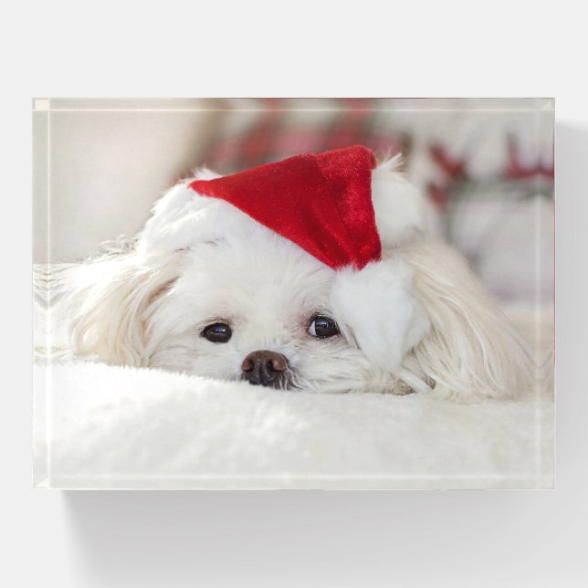 Cute Fluffy White Maltese Puppy Dog in a Santa Hat Paperweight (Front)