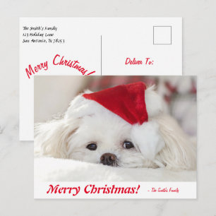 Cute Fluffy White Maltese Puppy Dog in a Santa Hat Postcard