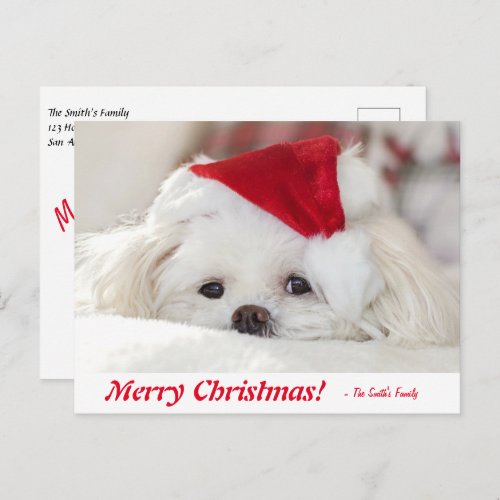 Cute Fluffy White Maltese Puppy Dog in a Santa Hat Postcard