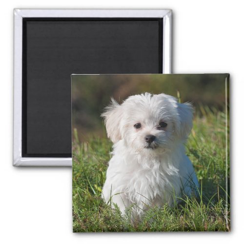 Cute Fluffy White Maltese Puppy Dog Magnet