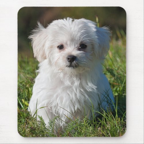Cute Fluffy White Maltese Puppy Dog Mouse Pad