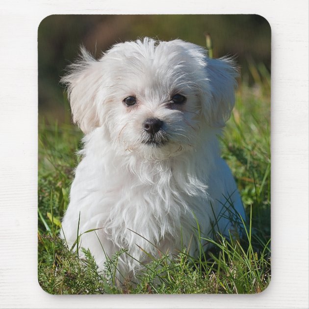 white maltese puppy