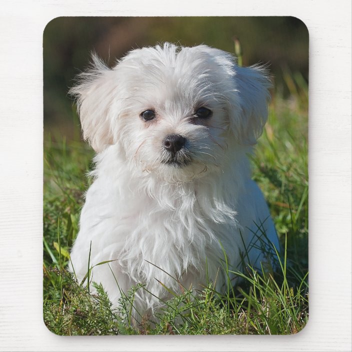 maltese teddy bear dog