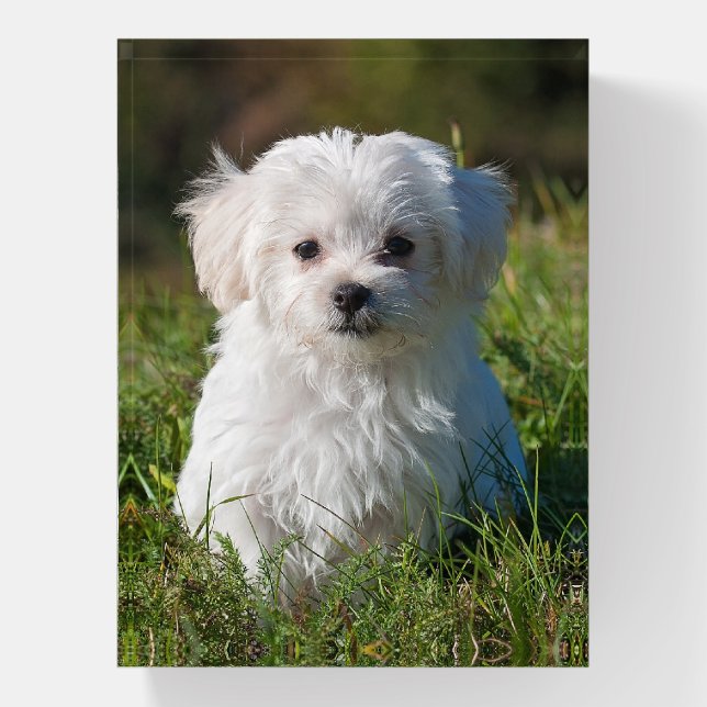 Cute Fluffy White Maltese Puppy Dog Paperweight (Vertical)