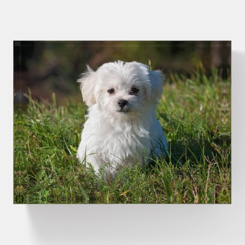 Cute Fluffy White Maltese Puppy Dog Paperweight