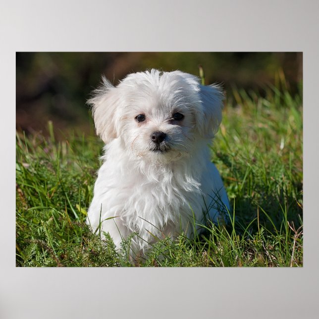 Cute Fluffy White Maltese Puppy Dog Poster (Front)