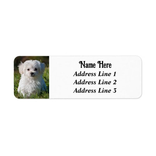 Cute Fluffy White Maltese Puppy Dog Return Address Label