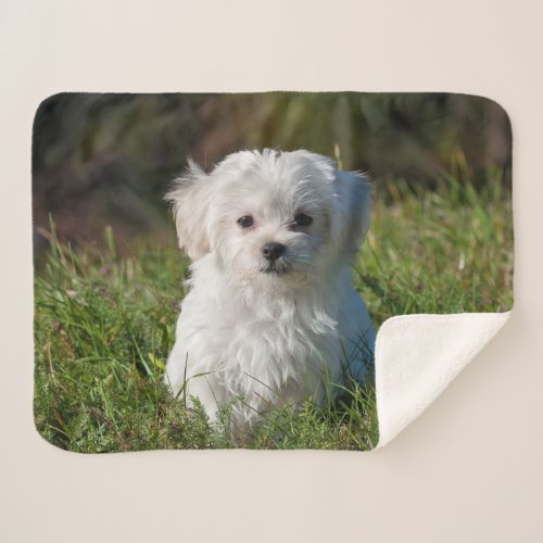 Cute Fluffy White Maltese Puppy Dog Sherpa Blanket