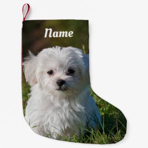 maltipoo christmas stocking