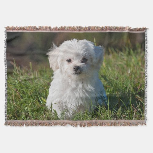 Cute Fluffy White Maltese Puppy Dog Throw Blanket