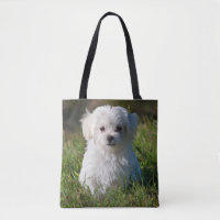 Cute Fluffy White Maltese Puppy Dog