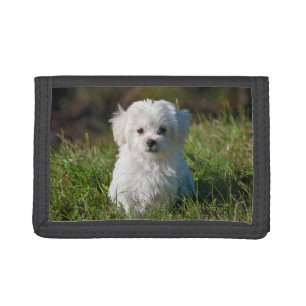 Cute Fluffy White Maltese Puppy Dog Tri-fold Wallet