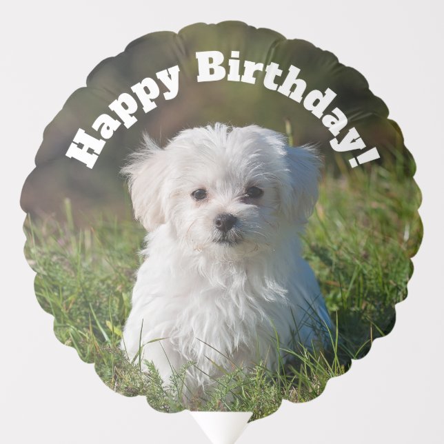 Cute Fluffy White Maltese Puppy Happy Birthday Balloon (Front)