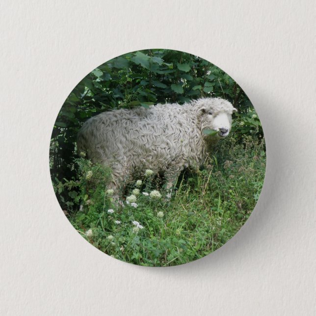 Cute Fluffy White Sheep Eating Button (Front)