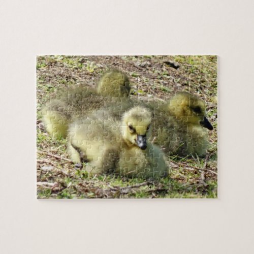 Cute Fluffy Yellow Baby Canada Geese Goslings Jigsaw Puzzle