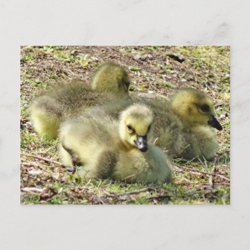 Cute Fluffy Yellow Baby Canada Geese Goslings Postcard