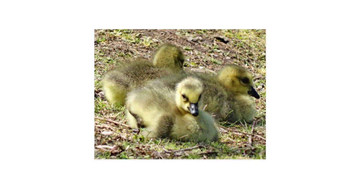 cute fluffy yellow baby canada geese goslings postcard e baby announcements free