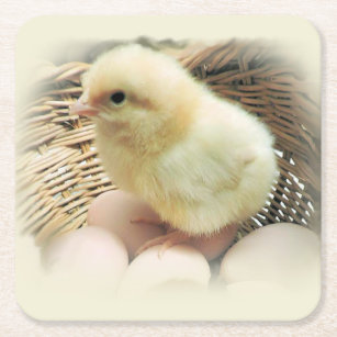 Cute Fluffy Yellow Baby Chicken in Basket Square Paper Coaster