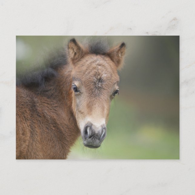 Cute Foal Baby Horse Postcard (Front)