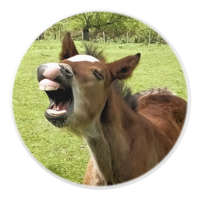 CUTE FOAL CERAMIC KNOB (Front)