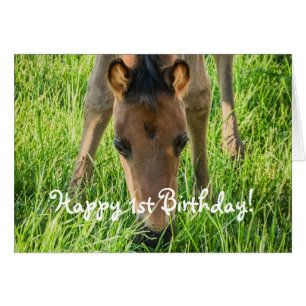 Cute Foal Horse Animals Happy Birthday Cards