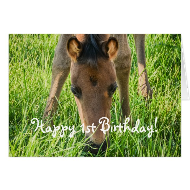 Cute Foal Horse Animals Happy Birthday Cards (Front Horizontal)
